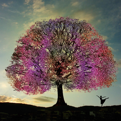 The flowering of Ipe