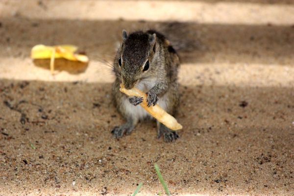 'Hm! French fries is delicious!'