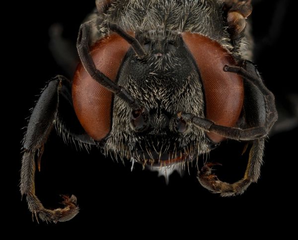 Tachyspex alayoi, Female, Face, Guantanamo Bay, Cuba_2012-11-01-18.07.28 ZS PMax