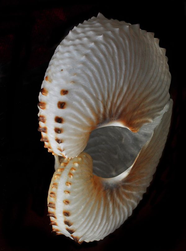 Paper Nautilus Reflected