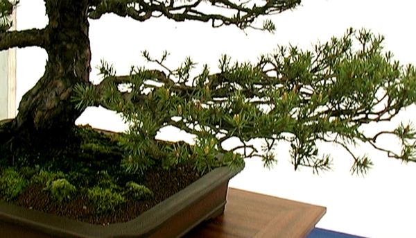 Bonsai Tree Detail