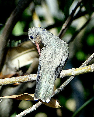 Colibrí anteado [Buffy Hummingbird] (Leucippus fallax richmondi)