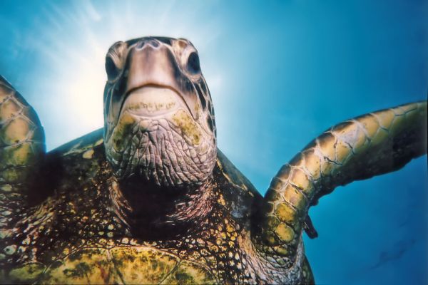 Tripod, the Green Sea Turtle