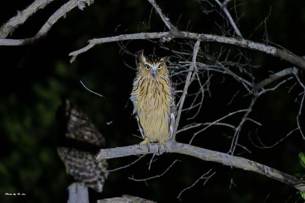 魚鴞 Buffy Fish-Owl