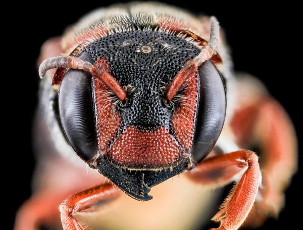 Dianthidium floridiense, Female, Face, Florida, Broward County_2013-11-15-18.00.56 ZS PMax