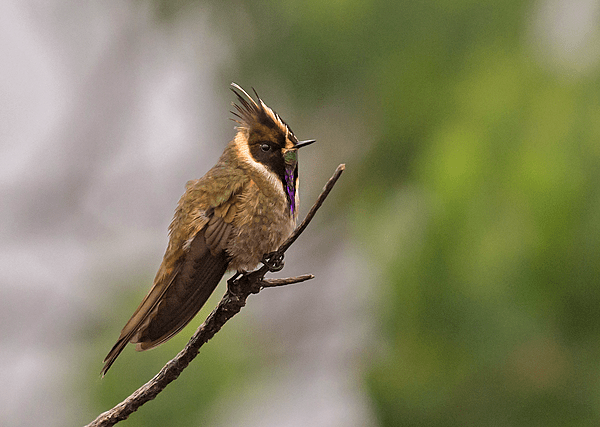 Oxypogon stuebelii - Buffy Helmetcrest - Colibrí Chivito - Barbudito Paramuno 23 (14411705333)