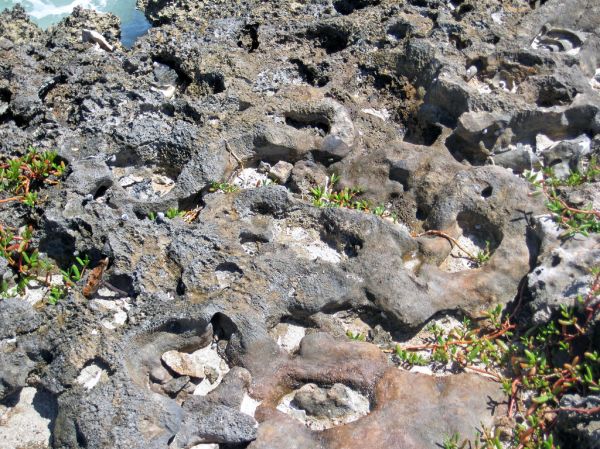 Calcrete paleosol (Green Cay, offshore San Salvador Island, Bahamas) 5