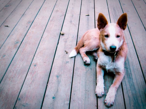 Betty Boop [Adopted]