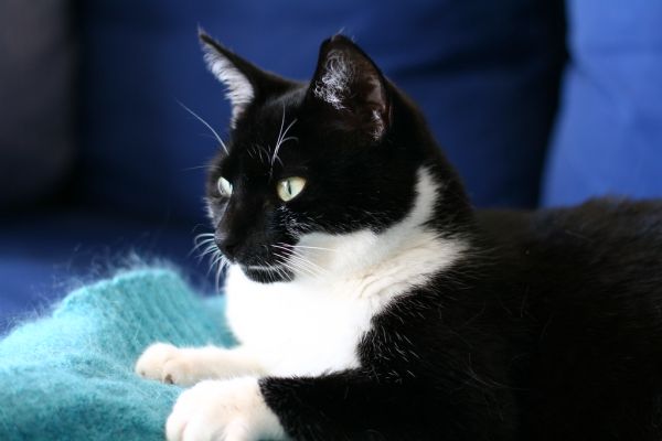 Buffy - Slayer of the moles and mice