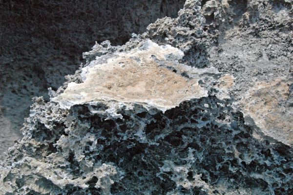 Calcrete paleosol (Green Cay, offshore San Salvador Island, Bahamas) 8