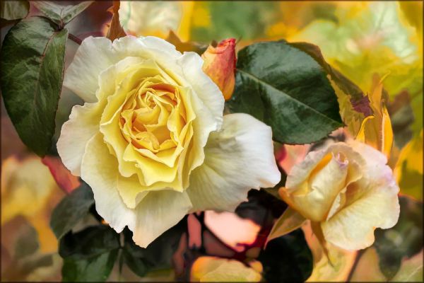 Roses Madame A. Meilland