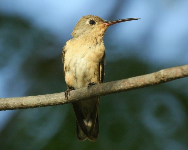 Colibrí anteado [Buffy Hummingbird] (Leucippus fallax richmondi)
