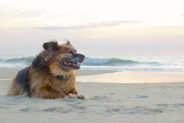 11/52 Weeks of Teddy - Back at the Beach