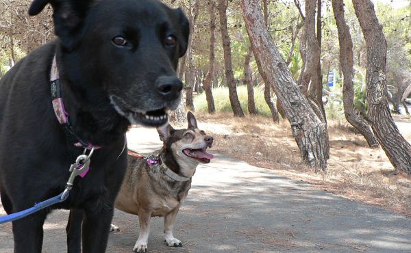 Lucy and Buffy, Intrepid Explorers