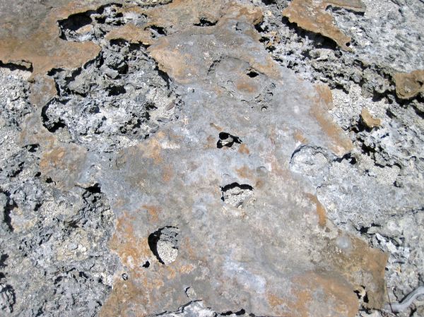 Calcrete paleosol (Green Cay, offshore San Salvador Island, Bahamas) 4