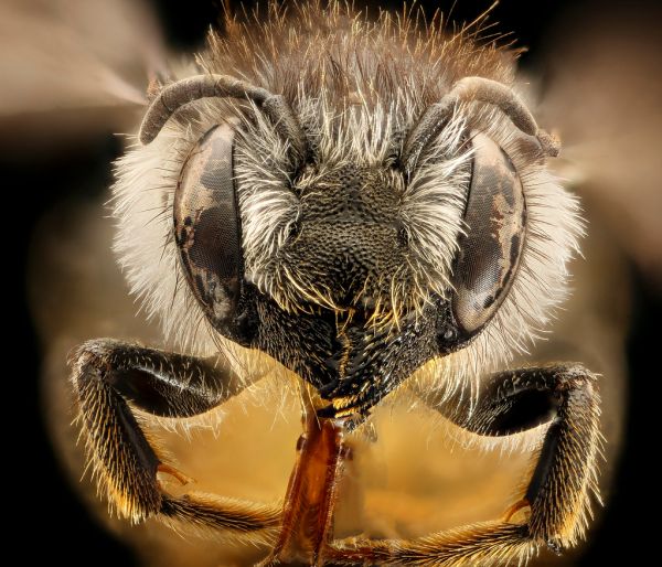 Megachile relativa, female, face, Mariposa, Ca, 2017-07-13-16.25
