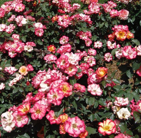 Floribunda Rose 'Betty Boop'