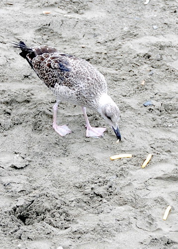 Mimetic seagull eating French fries