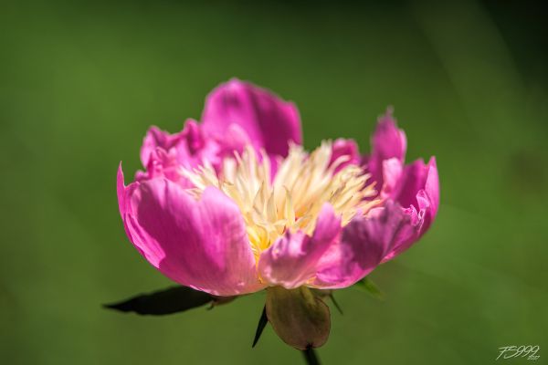 Pink Hand with French Fries