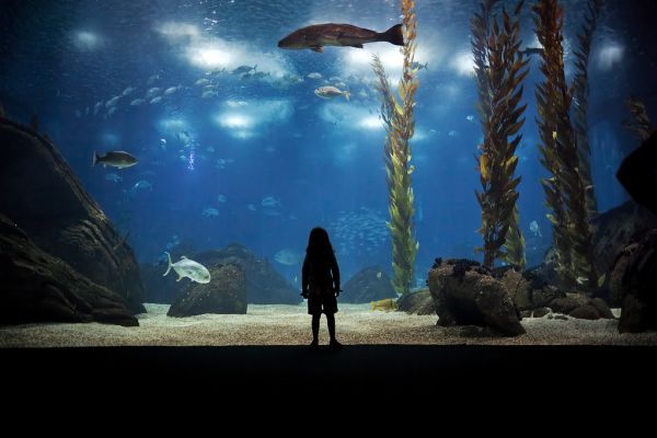 the girl who loved the Oceanário