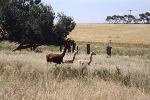 Cocoanut. The old state school site near Melton. Alpacas grazing around the ruins of the old school.