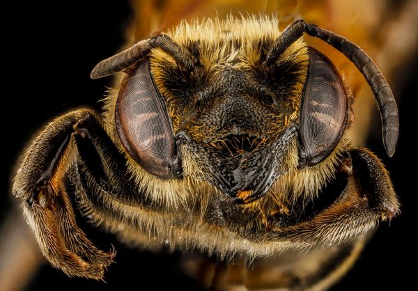 Megachile species_b, female, face, Dominican Republic_2012-10-05-12.30.49 ZS PMax