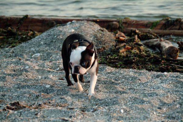 Beach Boston Terrier - 'Betty Boop'