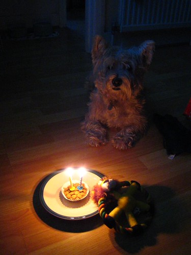 Shuggie's Birthday Cake