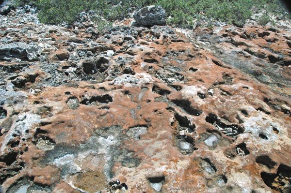 Calcrete paleosol (Green Cay, offshore San Salvador Island, Bahamas) 1