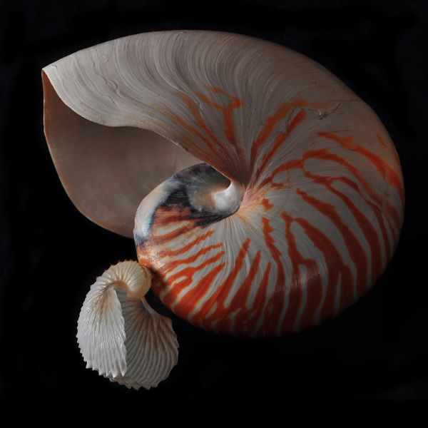 Nested Nautiluses