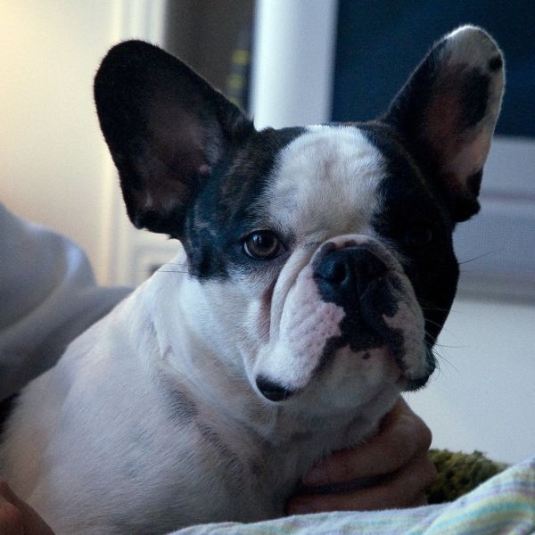 Betty the French Bulldog