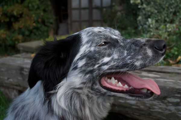 Rosie's Been Tagged!