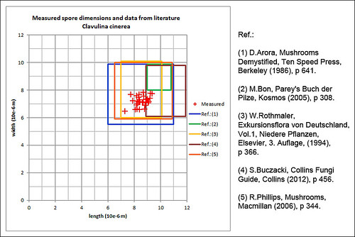 Clavulina-cinerea_2M