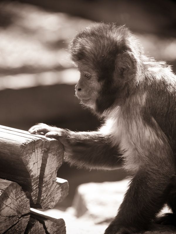 Buffy-headed Capuchin Monkey