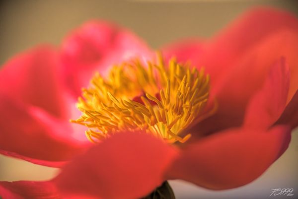 French Fries in a Red Paper