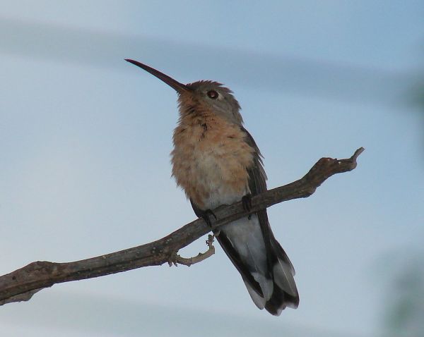 Colibrí anteado [Buffy Hummingbird] (Leucippus fallax richmondi)