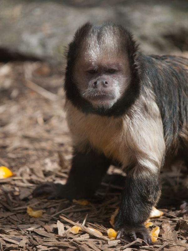 Buffy-headed Capuchin Monkey