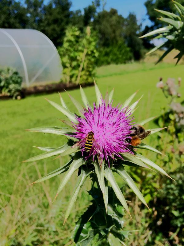 Milk Thistle buddies HFDF!