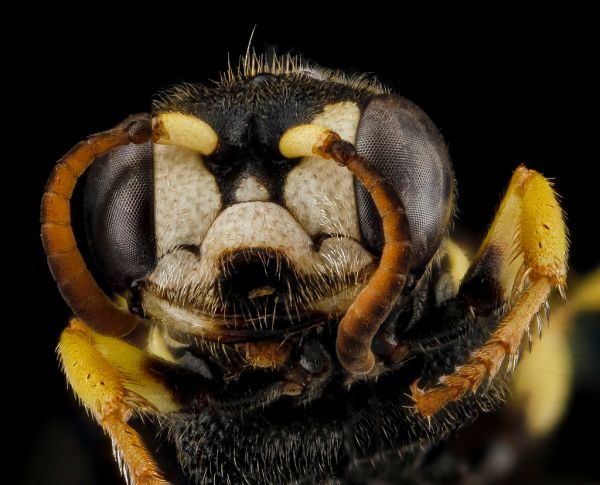 Cerceris hatuey, Female, Face, Guantanamo Bay, Cuba_2012-11-01-16.50.59 ZS PMax