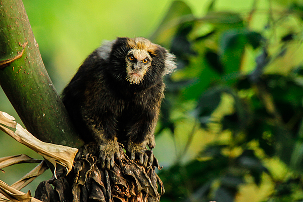 Buffy-tufted marmoset (Callithrix aurita)