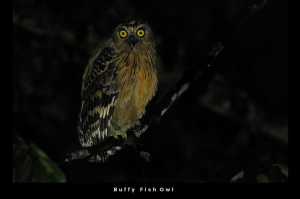 Buffy Fish Owl