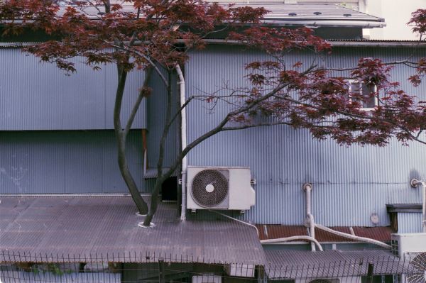 How to honour a tree