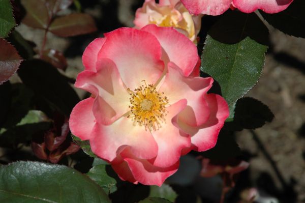 Rose 'Betty Boop'