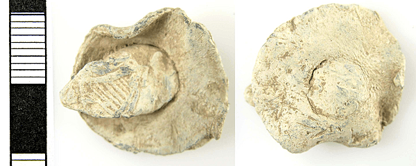 <div class='fn'> A Post Medieval lead alloy cloth seal (AD 16th – 17th century).</div>