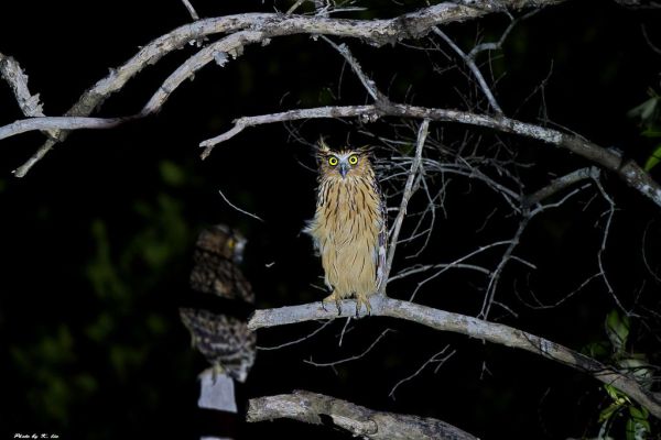 魚鴞 Buffy Fish-Owl
