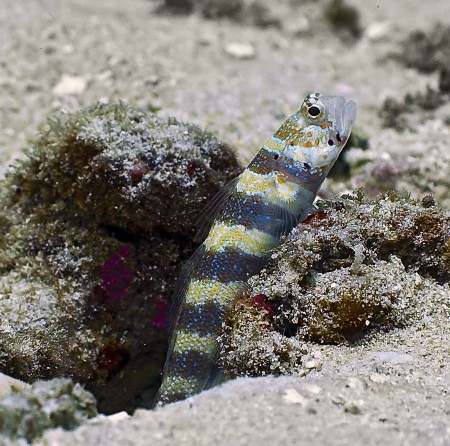 Catching Up With the Fish