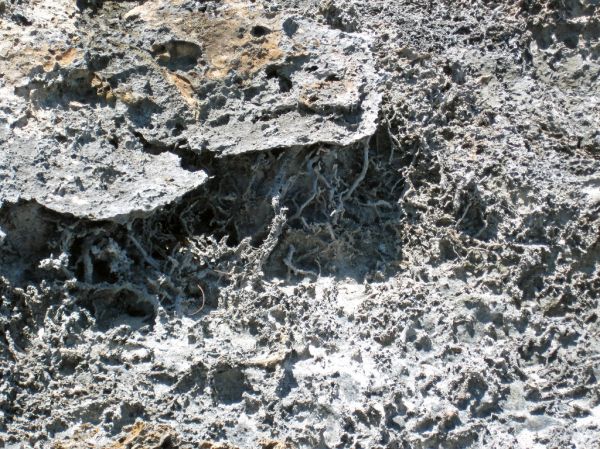 Vegemorphs (rhizocretions) below calcrete paleosol (Green Cay, offshore San Salvador Island, Bahamas) 2