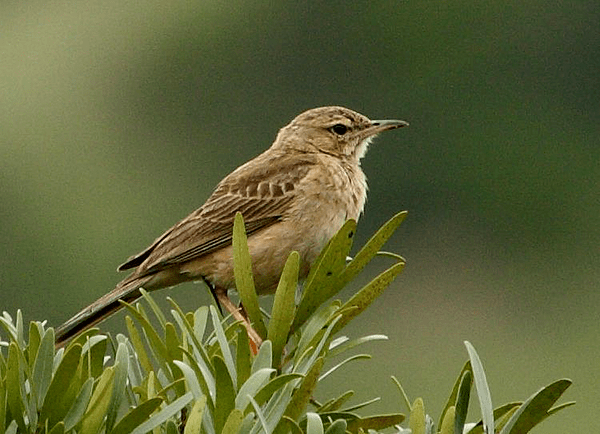 Buffy Pipit 2010 12 07 00469