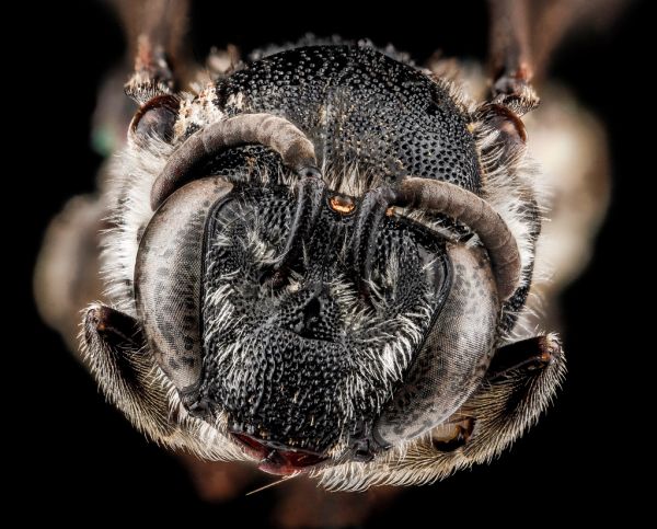 Colletes nudus, female, face(2)_2012-04-02-09.20