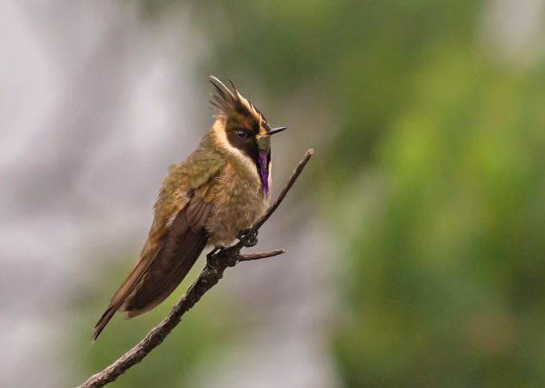 Oxypogon stubelii - Buffy Helmetcrest - Colibrí Chivito de la cordillera central 23